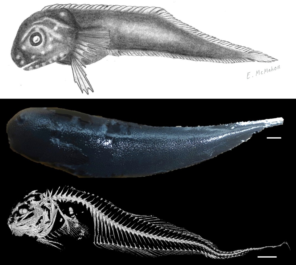 dark snailfish